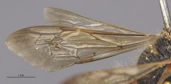 Media type: image;   Entomology 516 Aspect: Wing front